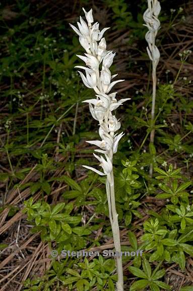 cephalanthera austiniae 4 graphic